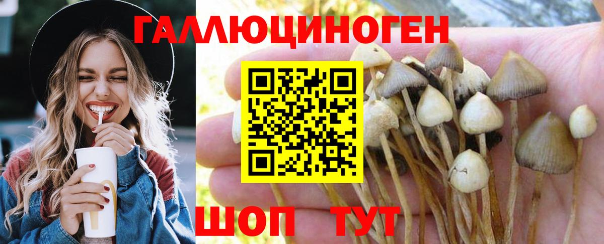 дарнет шоп  Галлюциногенные грибы прущие грибы  Вход с VPN  Рязань  Галлюциногенные грибы GOLDEN TEACHER 